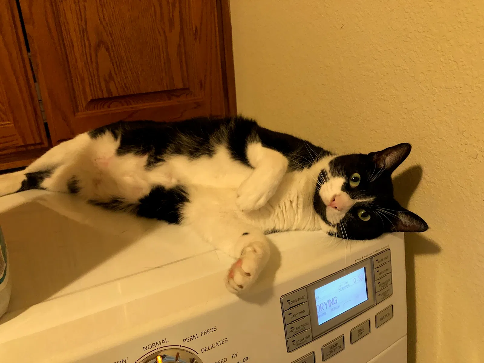 Lost cat in Georgetown, TX, 78628