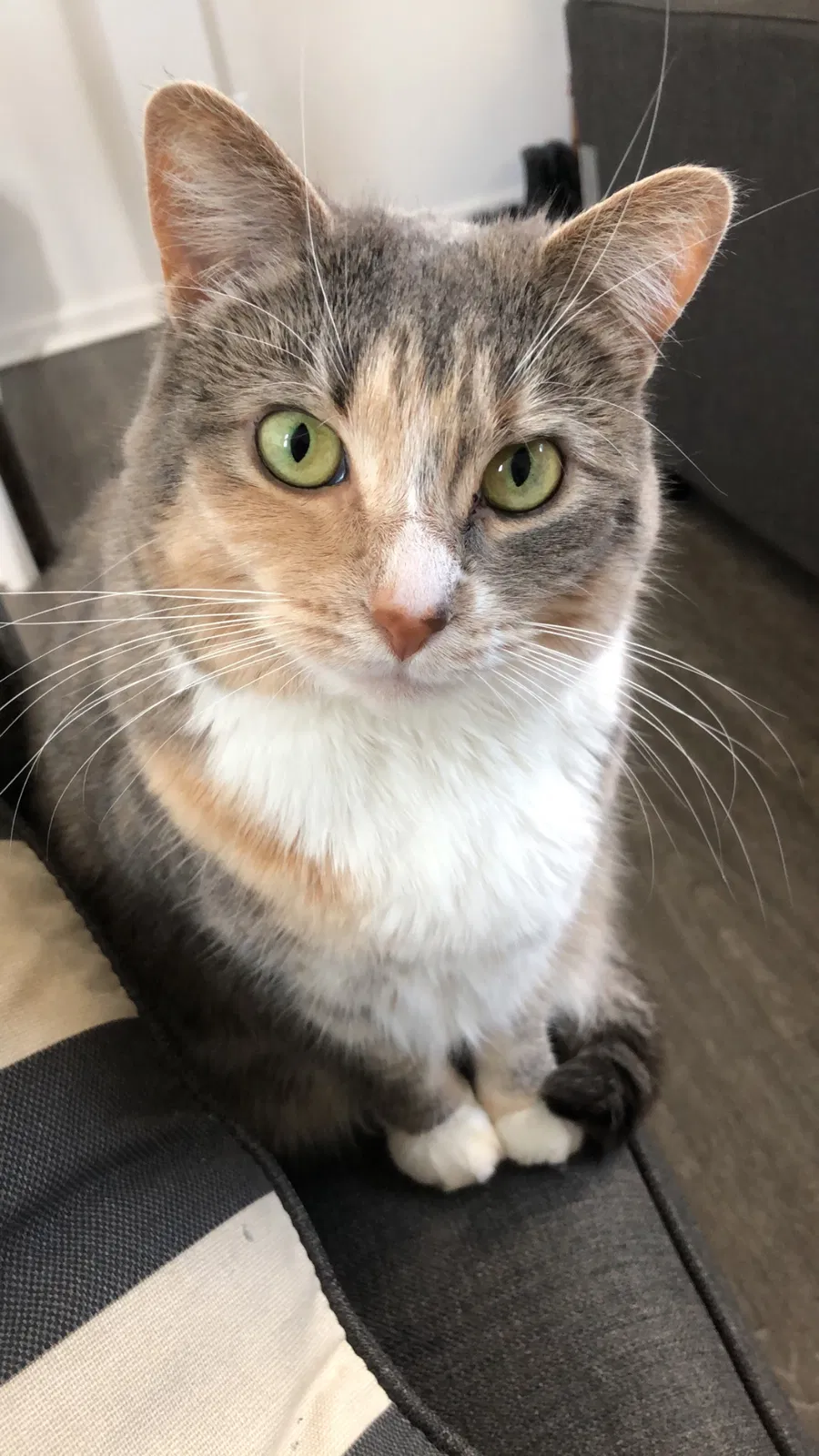 Lost cat in Lexington, KY, 40517