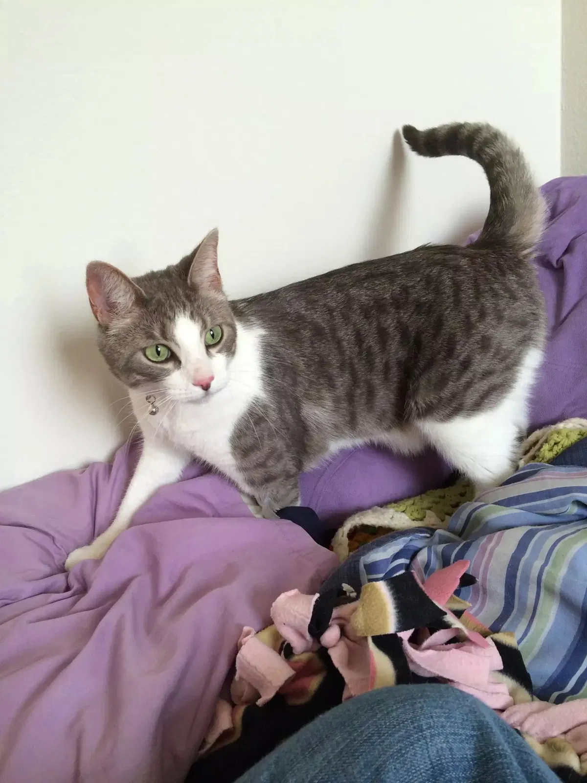 Lost cat in Elgin, IL, 60120