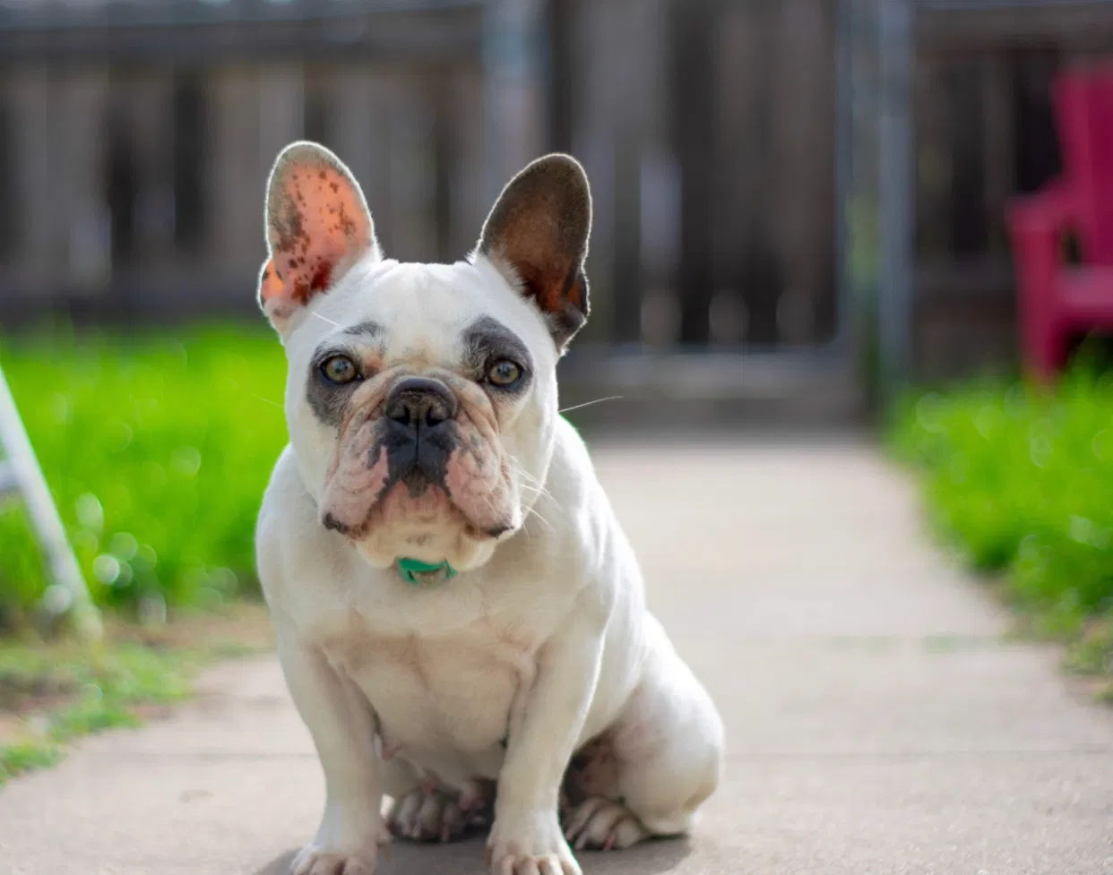 Lost dog in Lemon Grove, CA, 91945