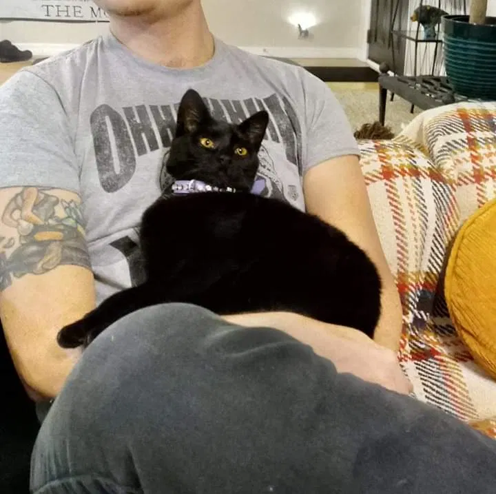 Lost cat in Homosassa, FL, 34448