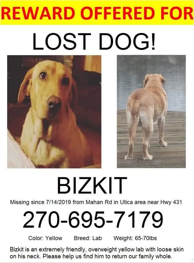 Lost dog in Utica, KY, 42376