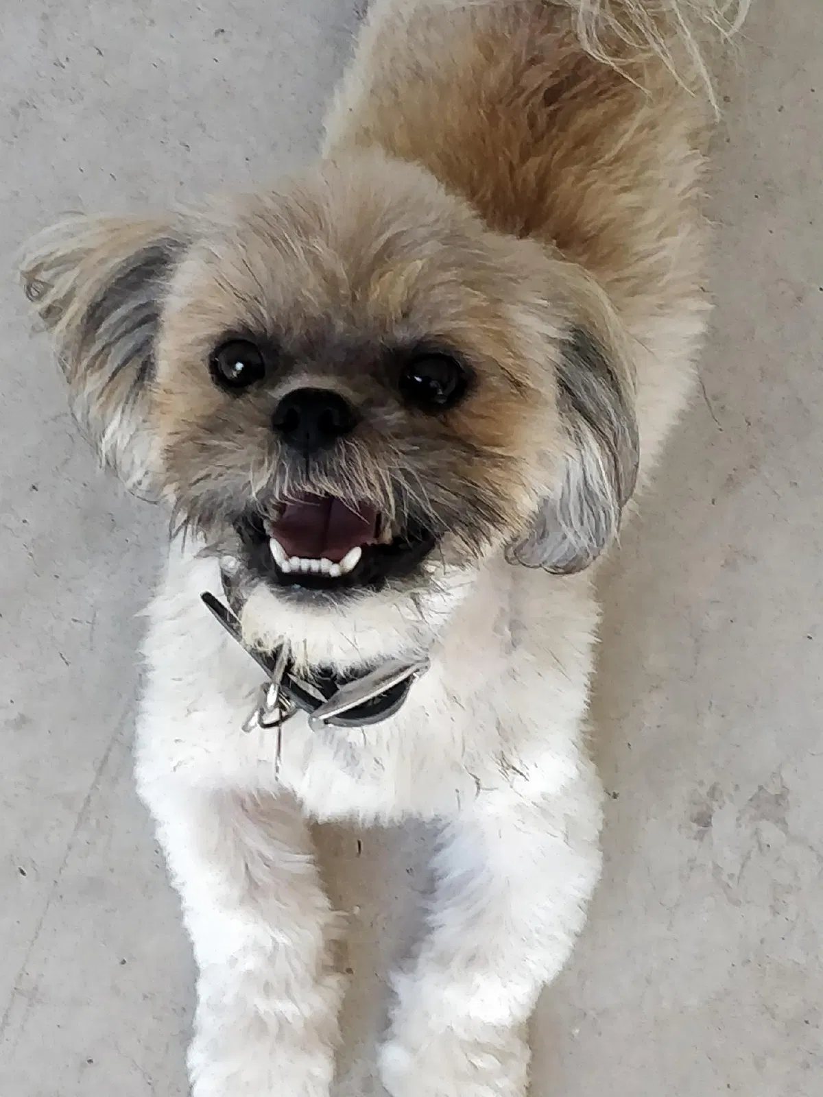 Lost dog in Mission, TX, 78574