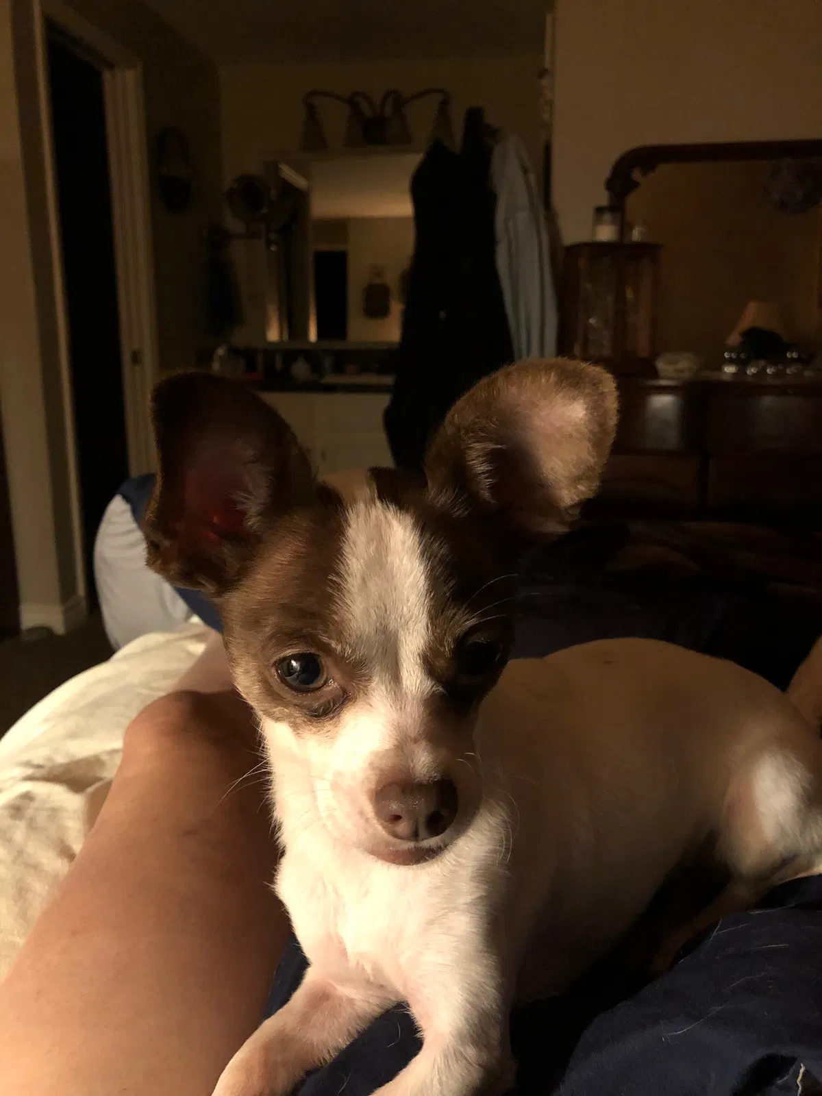 Lost dog in Lacey, WA, 98503