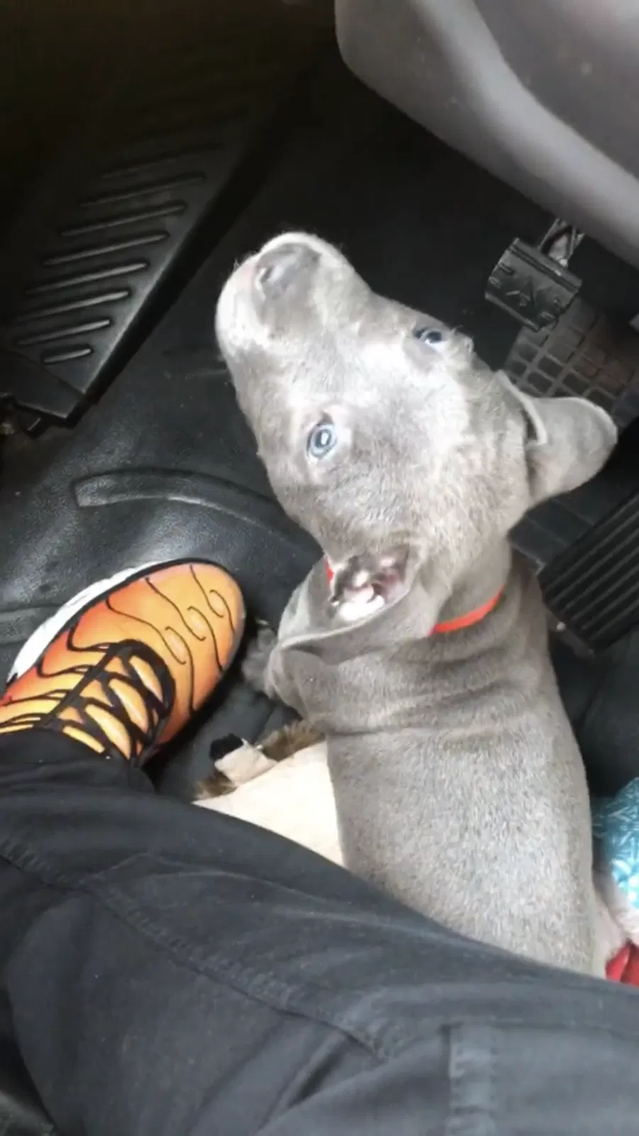 Lost dog in Charlotte, NC, 28205
