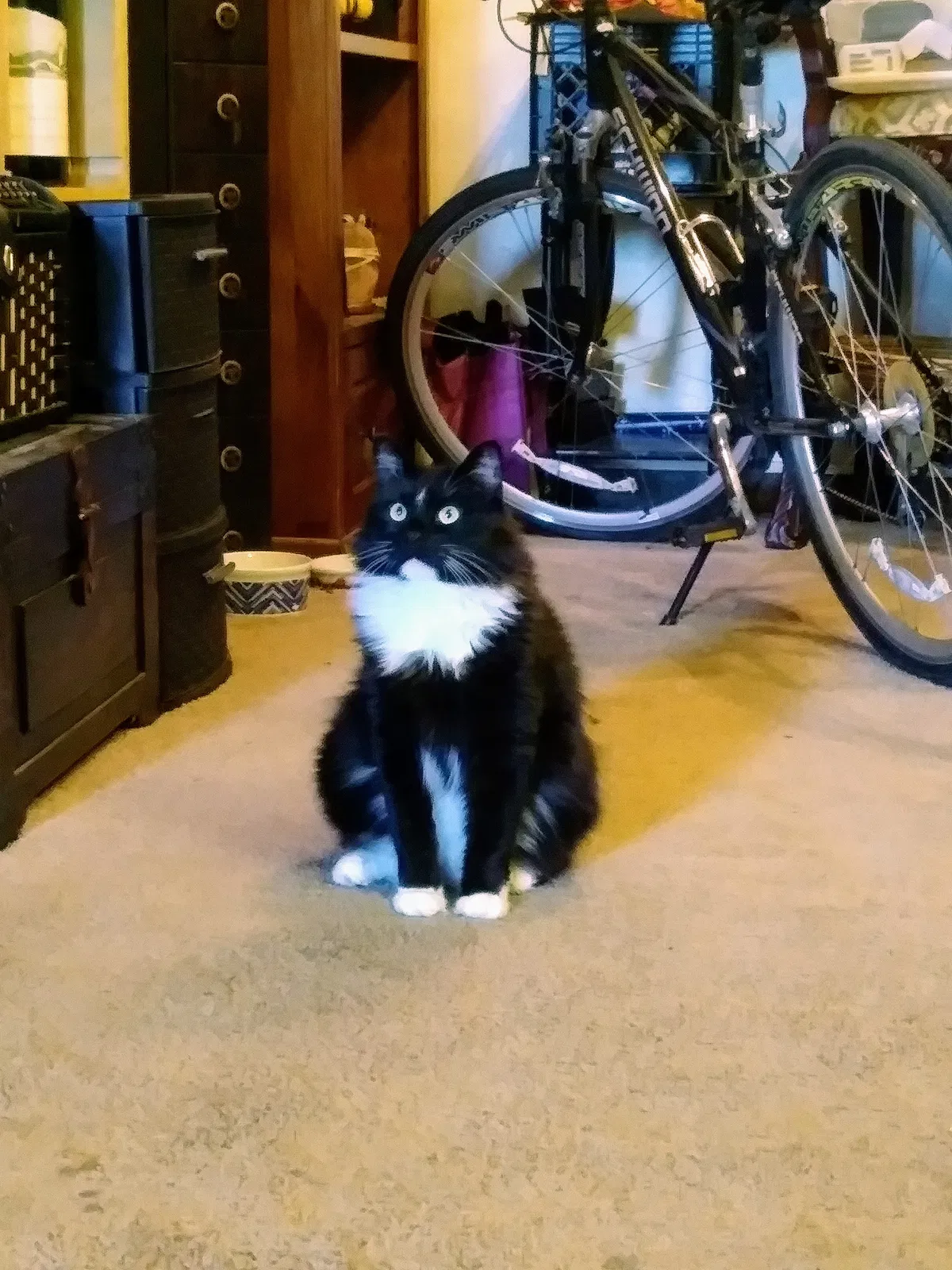 Lost cat in Wichita, KS, 67213