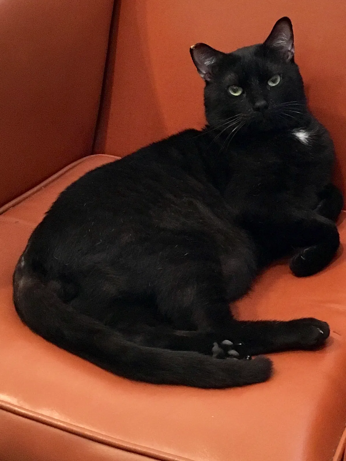 Lost cat in New Orleans, LA, 70124