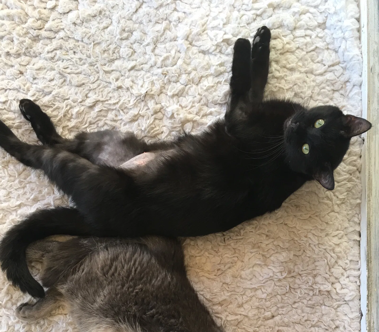 Lost cat in Riverside, CA, 92509