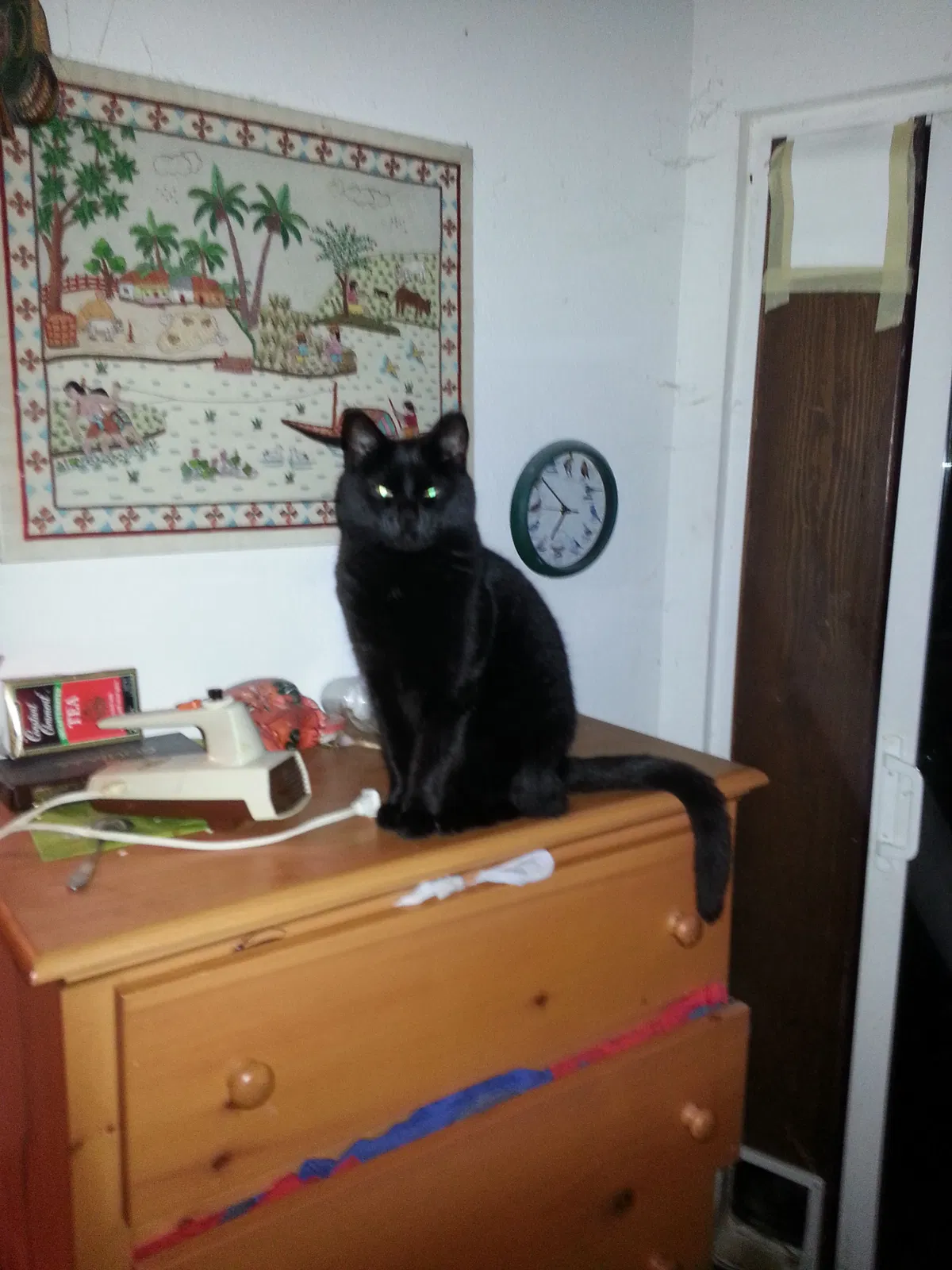 Lost cat in Seattle, WA, 98155