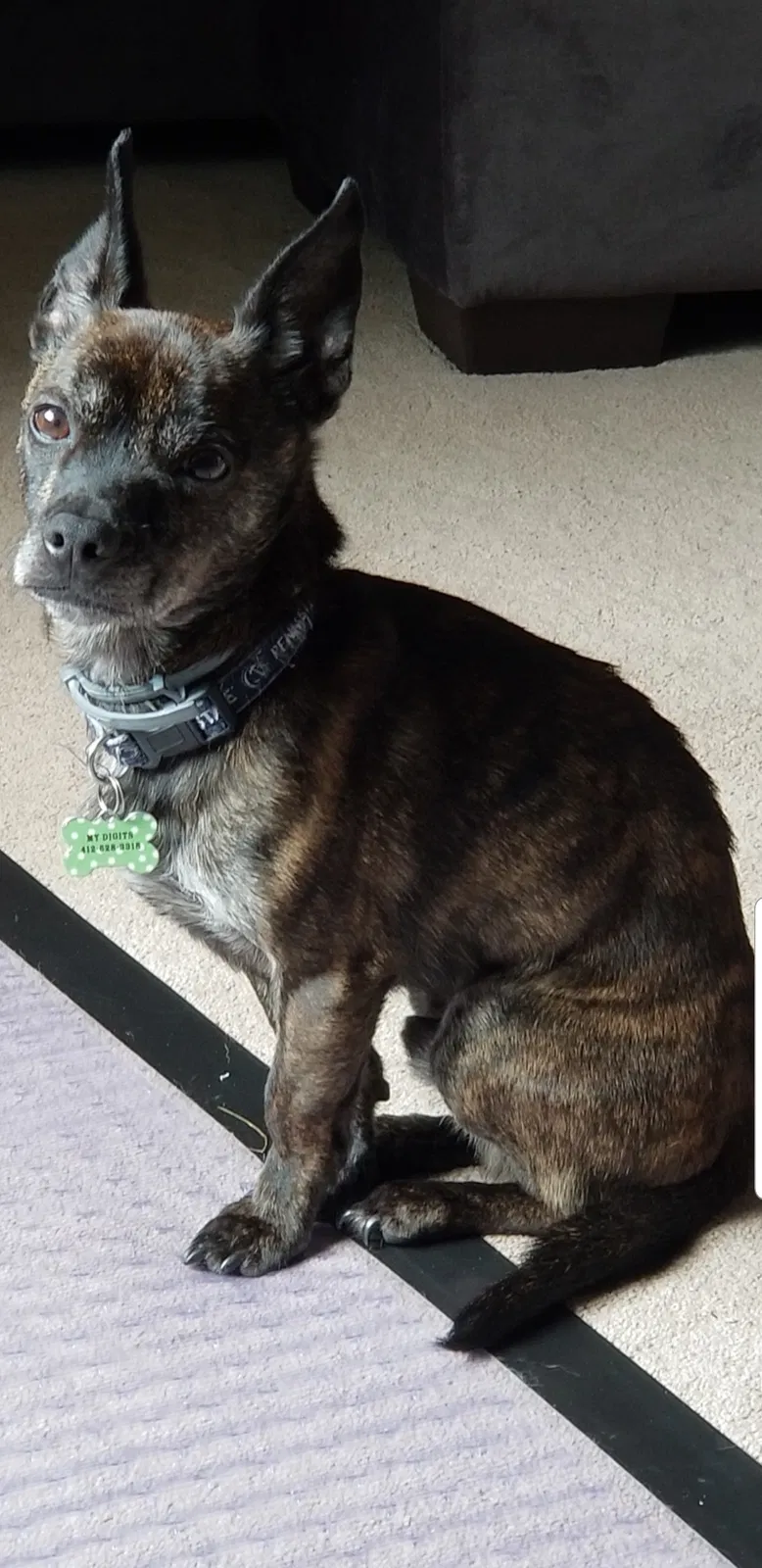 Lost dog in Pittsburgh, PA, 15204