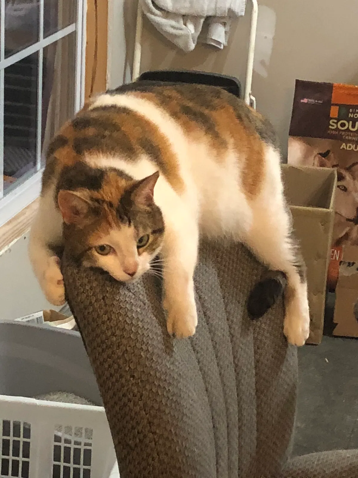 Lost cat in Elgin, SC, 29045