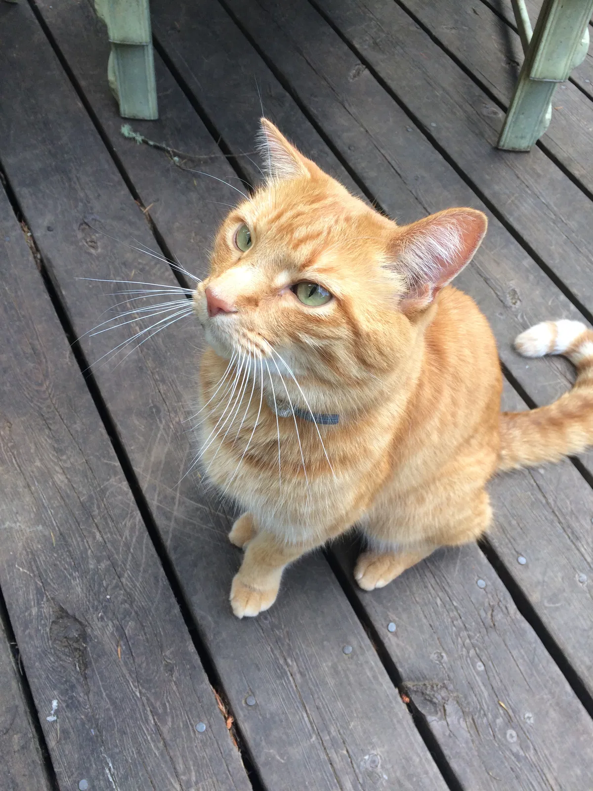 Lost cat in Tenino, WA, 98589