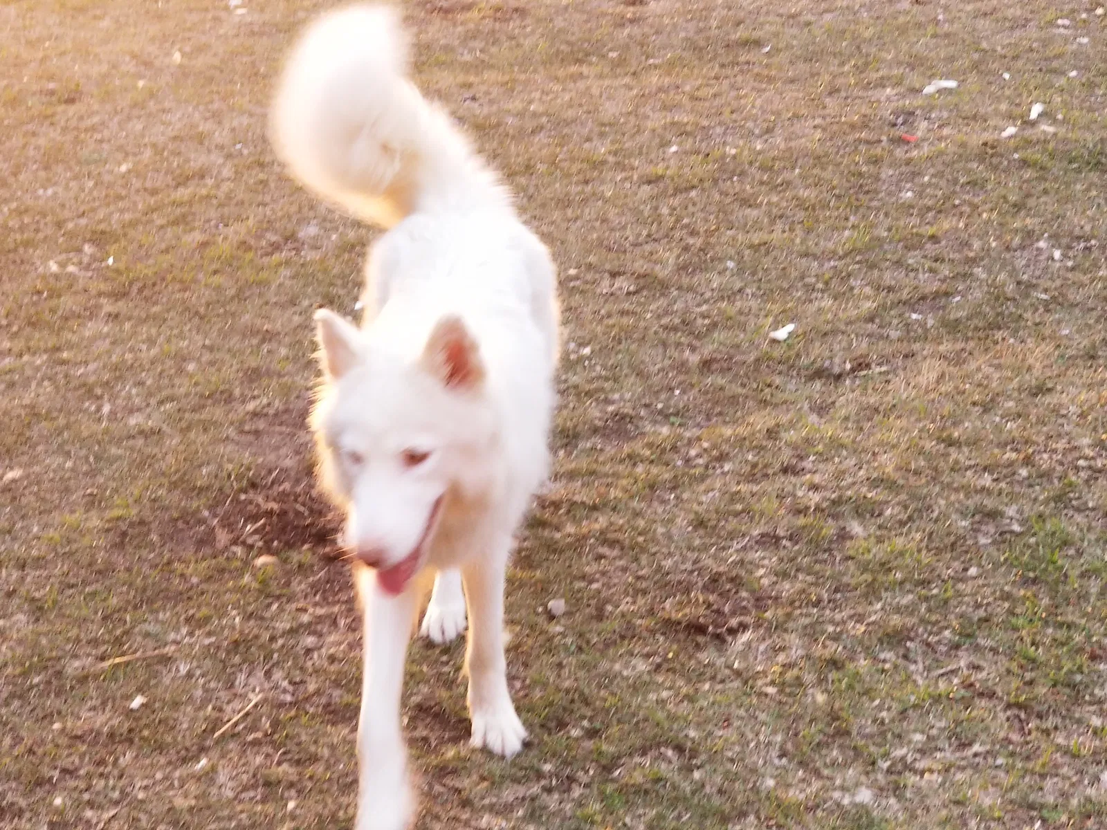 Lost dog in Pamplico, SC, 29583