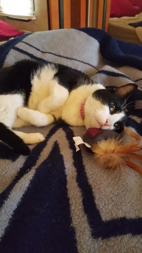 Lost cat in Wilsonville, OR, 97070