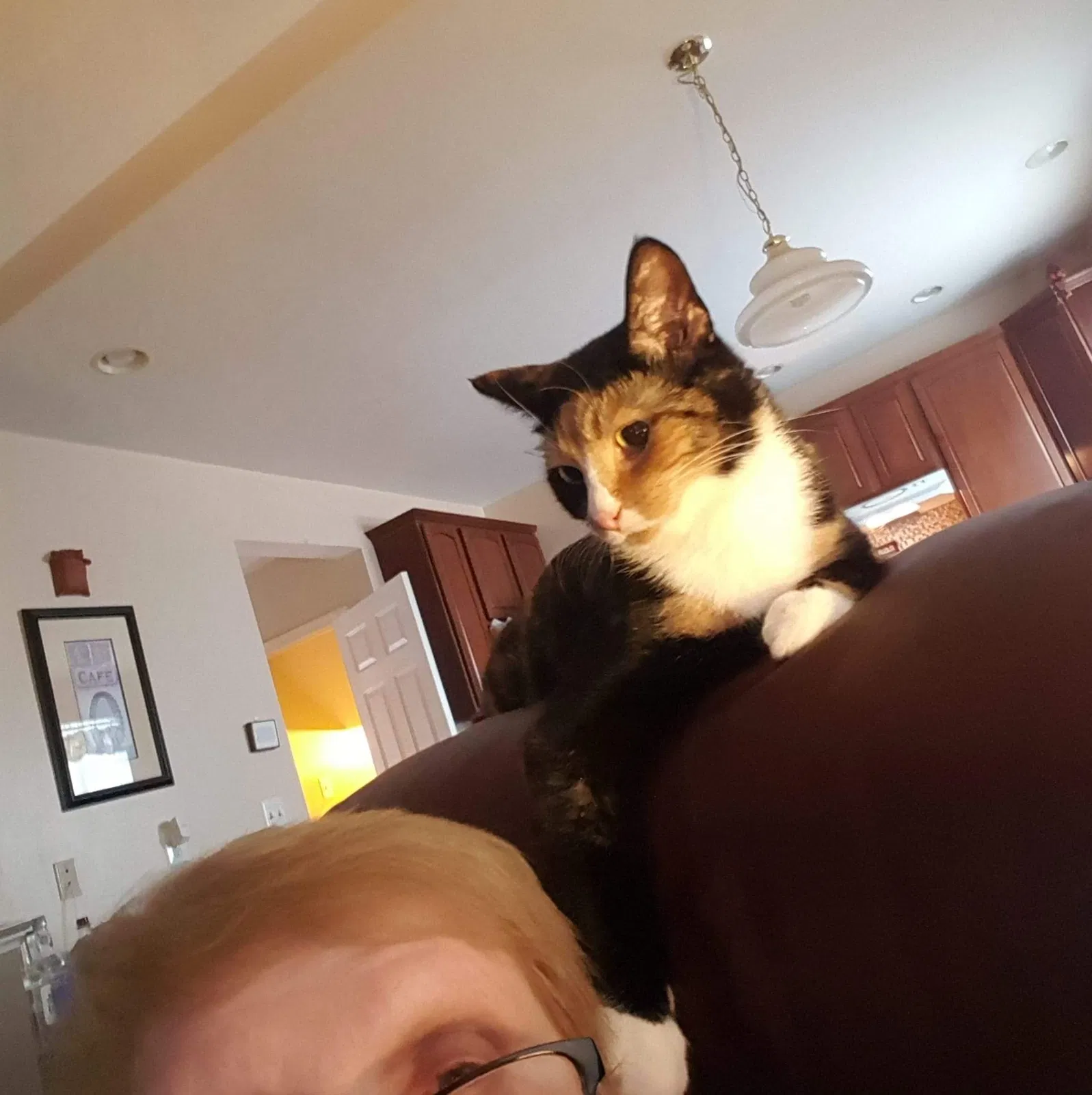 Lost cat in Manassas, VA, 20111