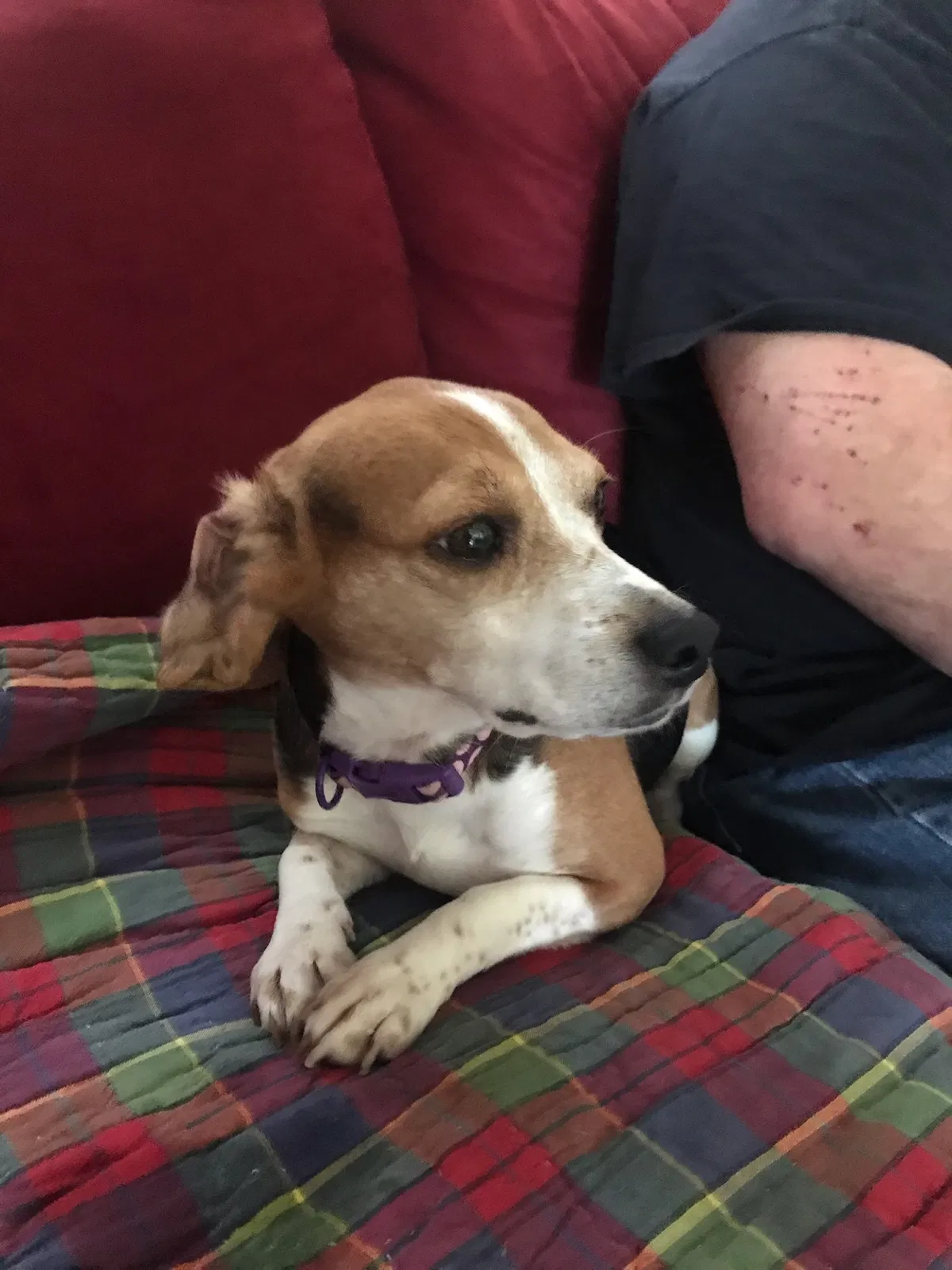 Lost dog in Port Saint Lucie, FL, 34986