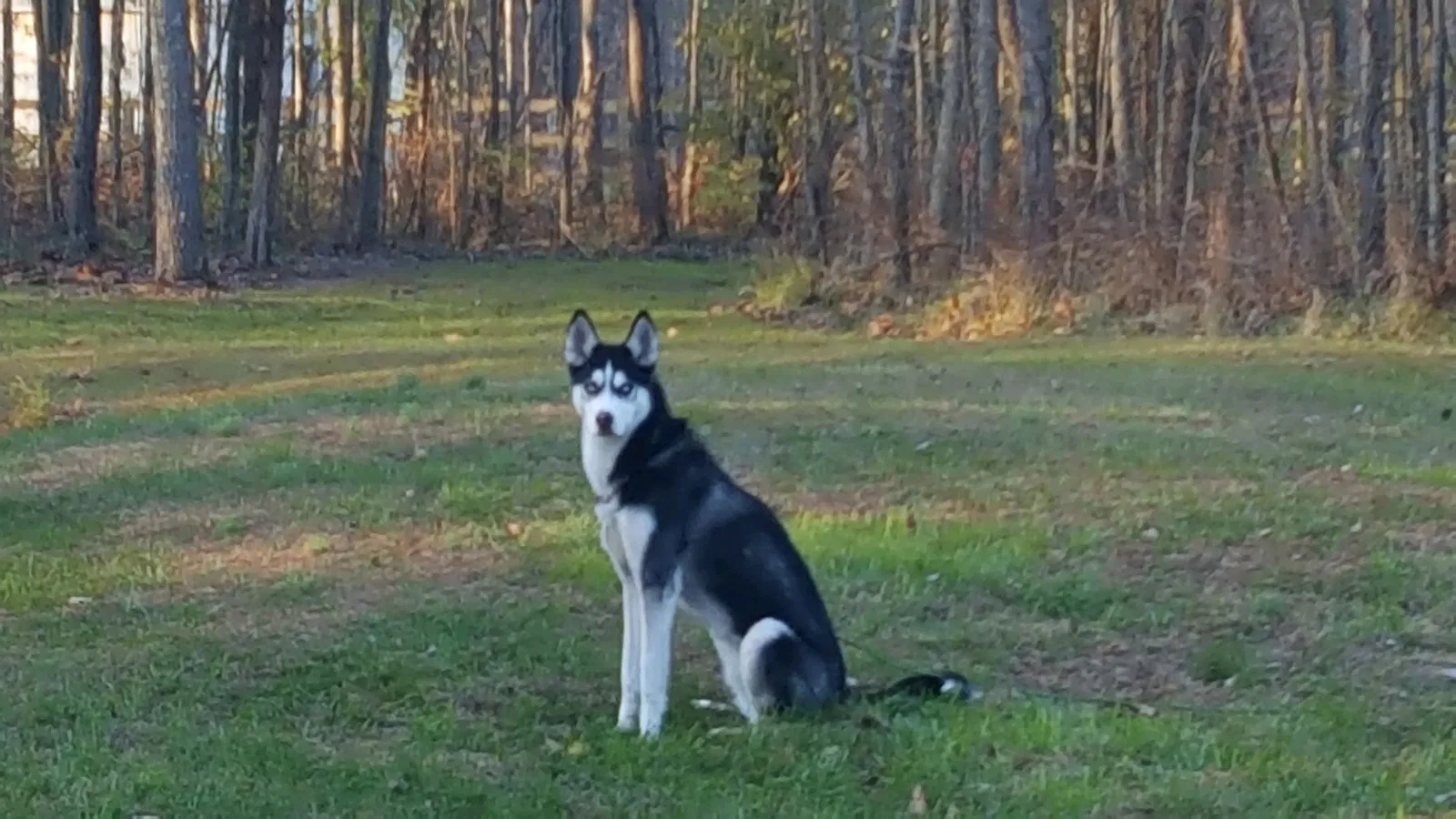 Lost dog in Knoxville, AR, 72845