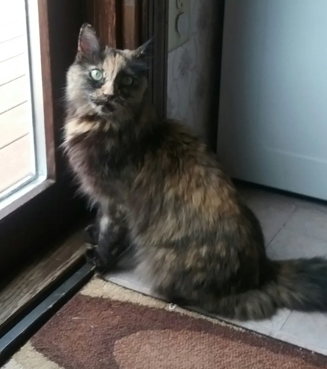 Lost cat in New Egypt, NJ, 8533