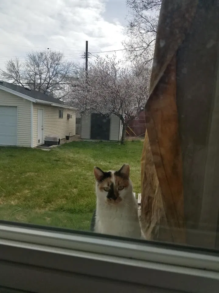 Lost cat in Salt Lake City, UT, 84119