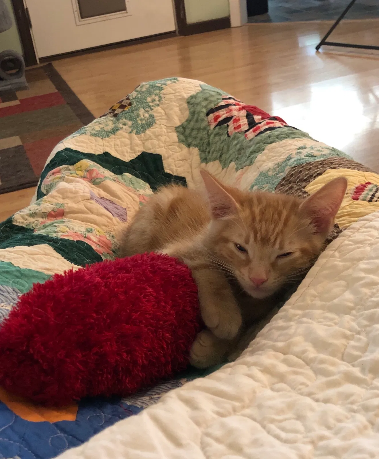 Lost cat in Fayetteville, AR, 72704