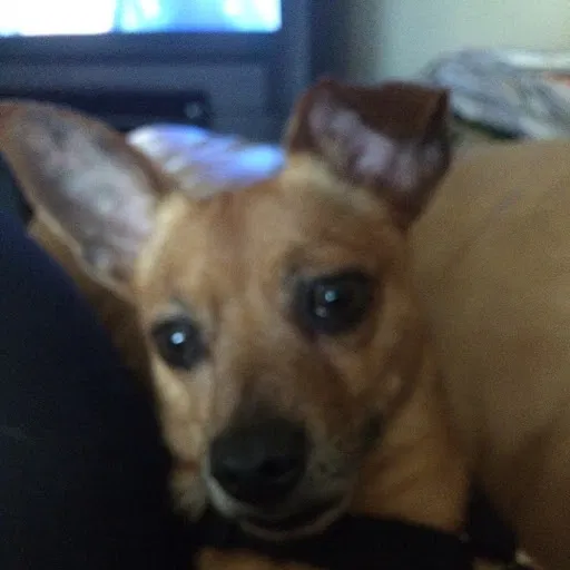 Lost dog in Riverdale, IL, 60827