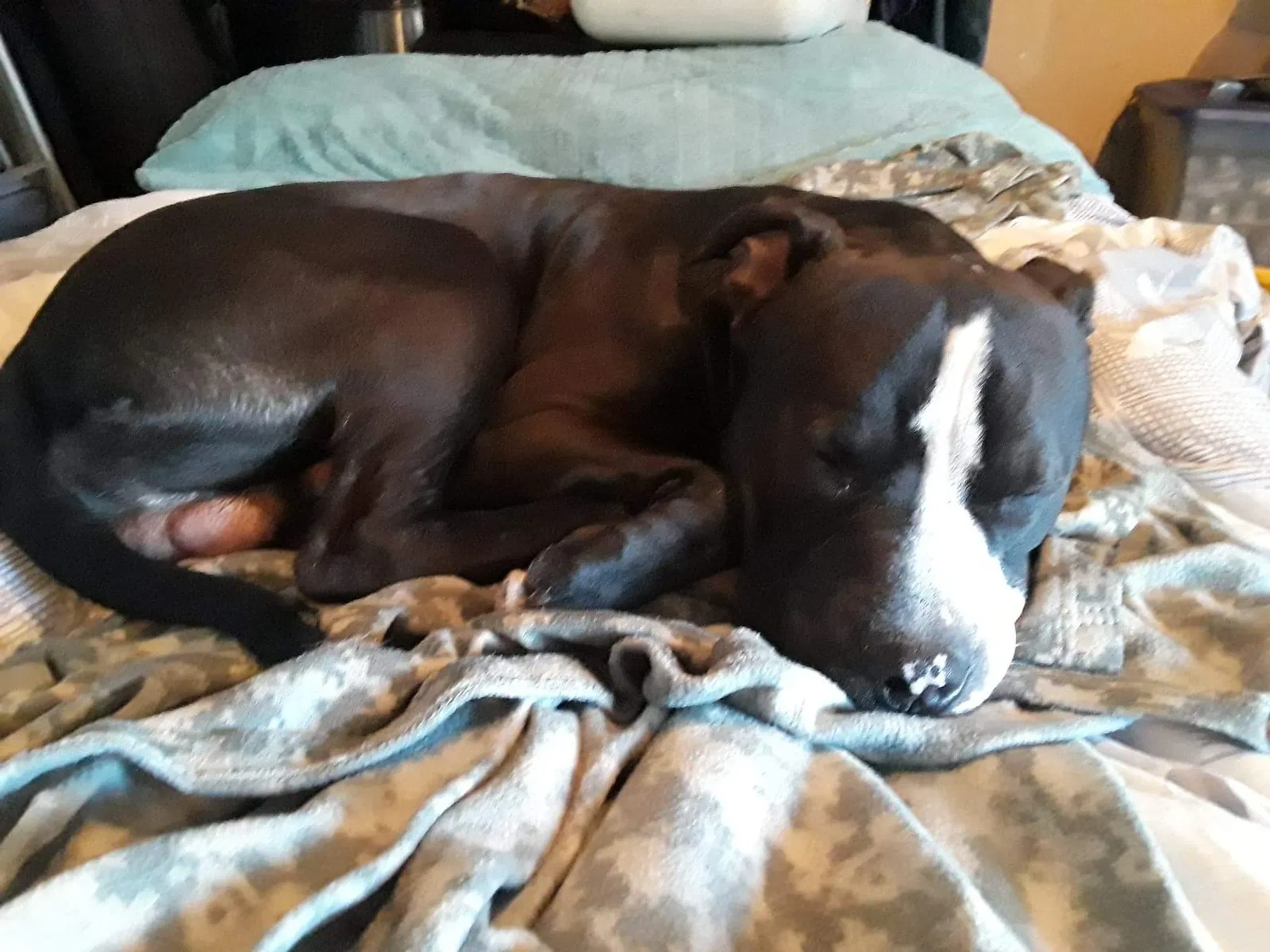 Lost dog in Vancouver, WA, 98660