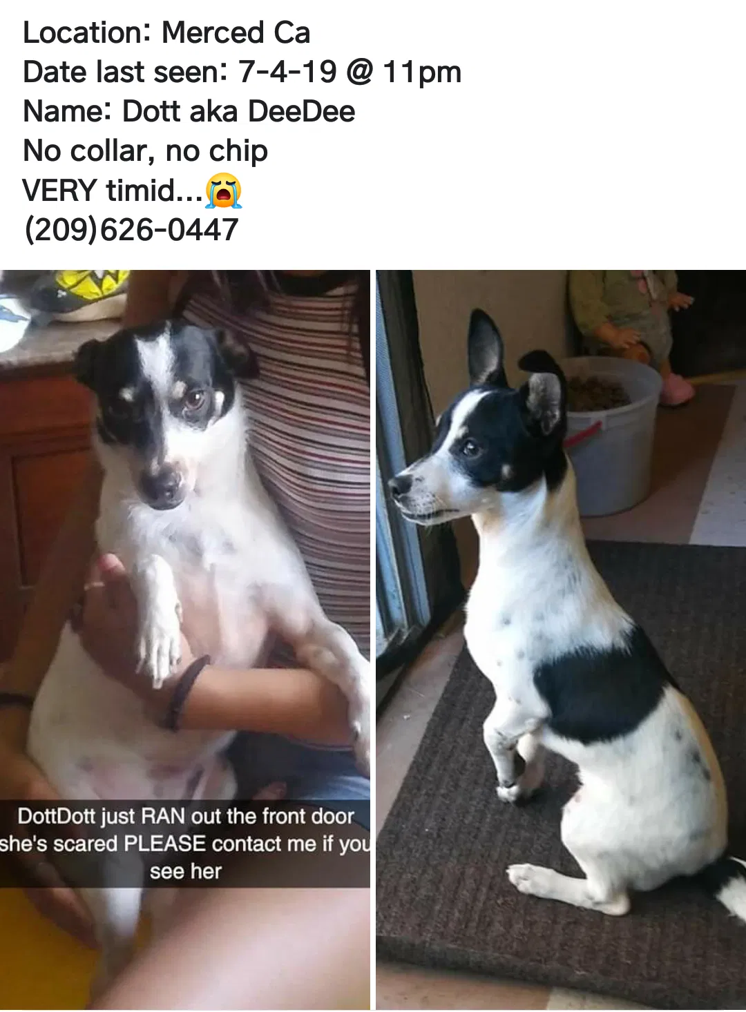 Lost dog in Merced, CA, 95341