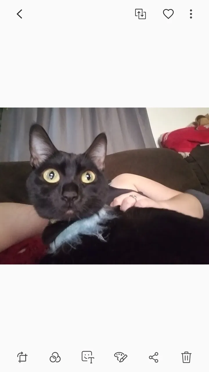 Lost cat in Fresno, CA, 93722