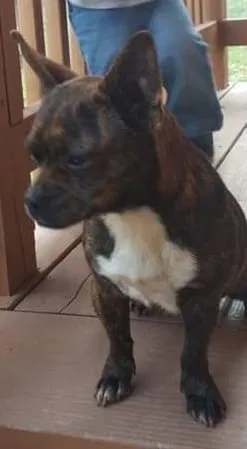 Lost dog in Stanton, KY, 40380