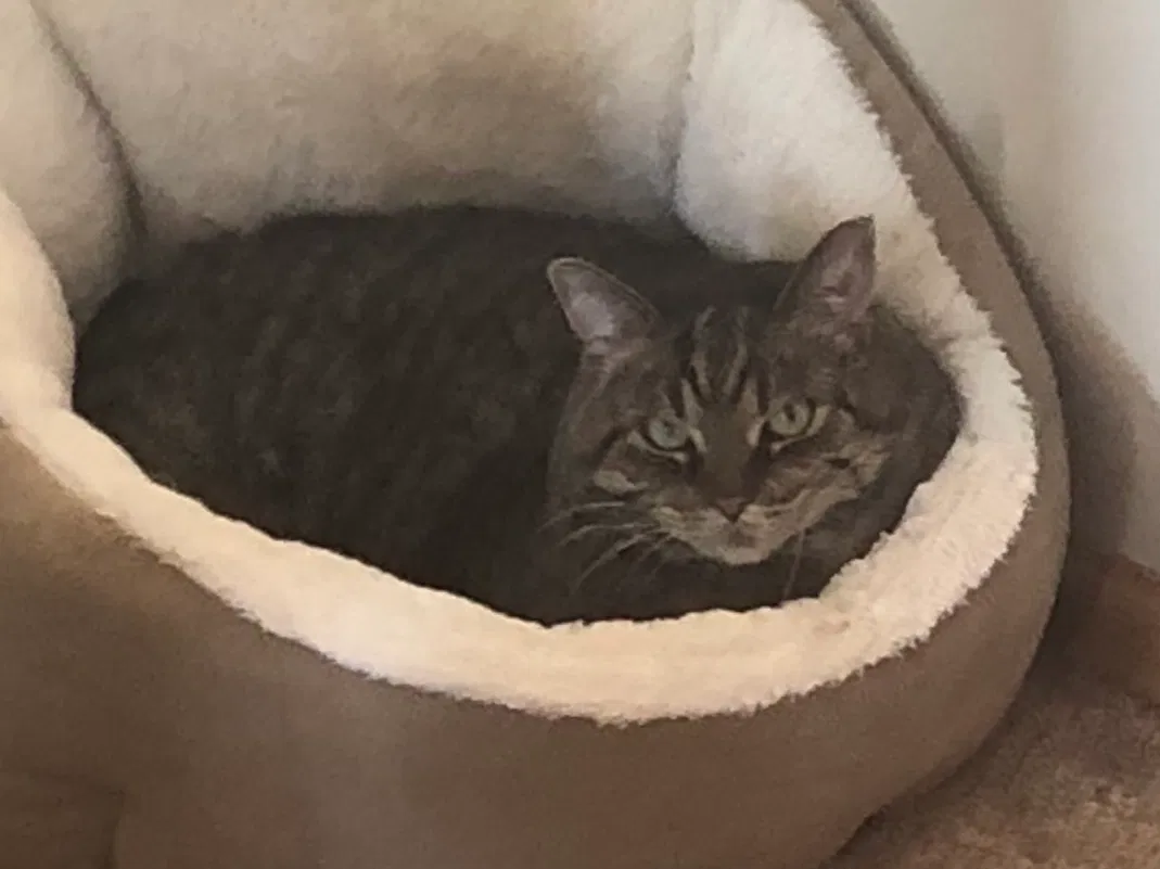 Lost cat in Rogers, MN, 55374