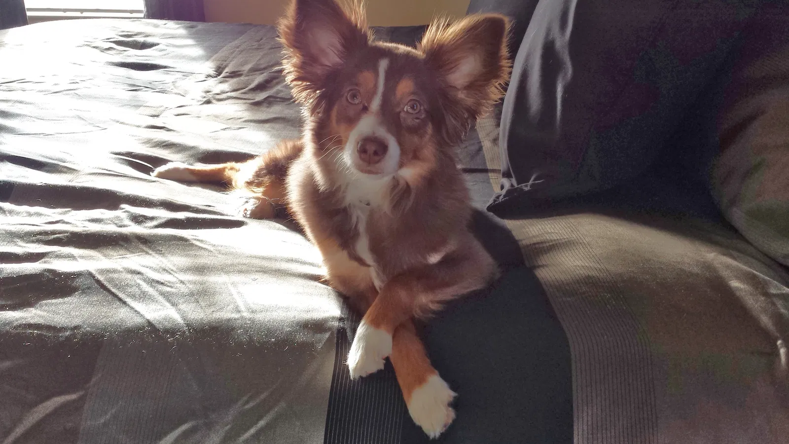 Lost dog in Matthews, NC, 28104