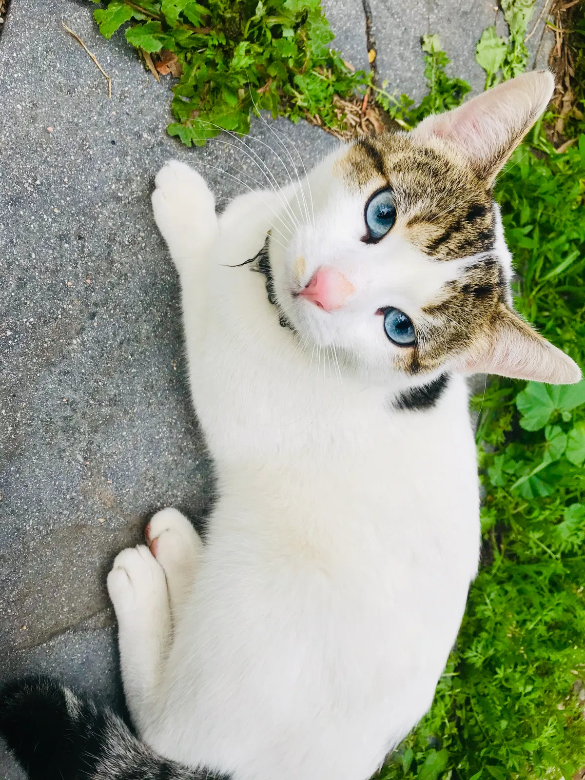 Lost cat in Anaheim, CA, 92804