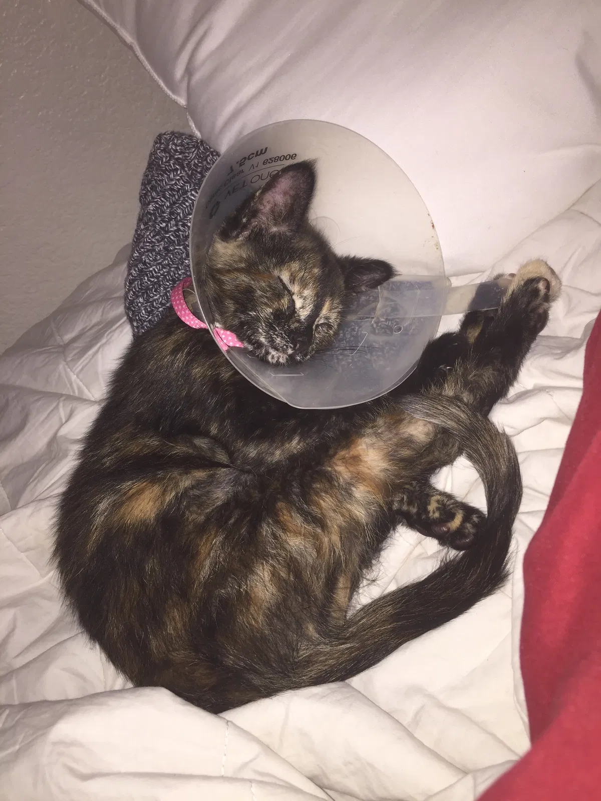 Lost cat in Pittsburg, CA, 94565