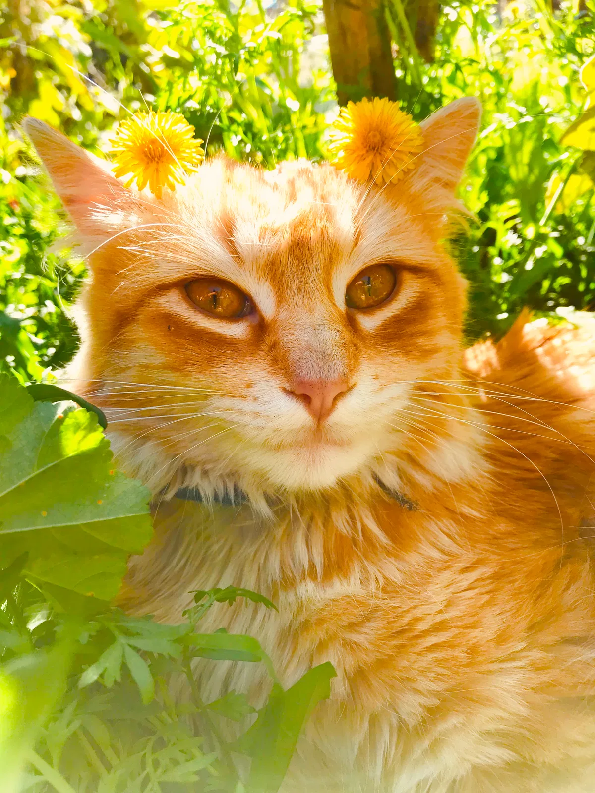Lost cat in Anaheim, CA, 92804