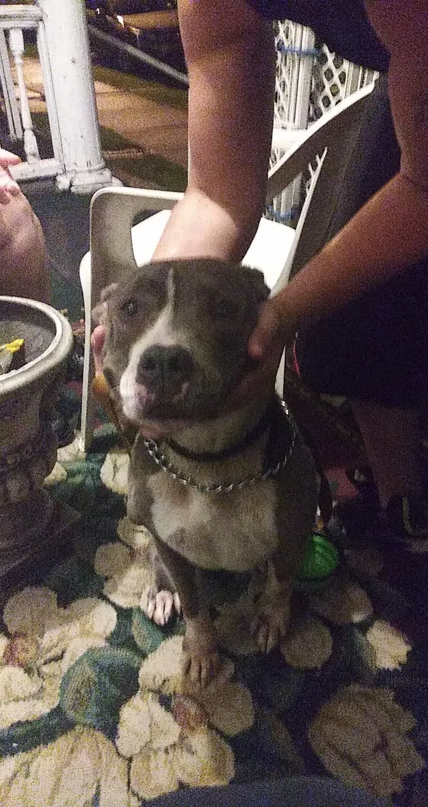 Found dog in Allentown, PA, 18102