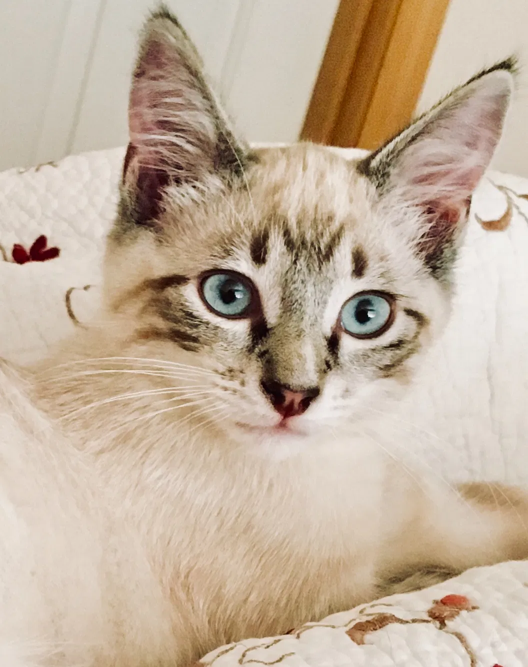 Lost cat in Tacoma, WA, 98424