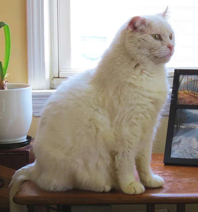 Lost cat in Peninsula, OH, 44264