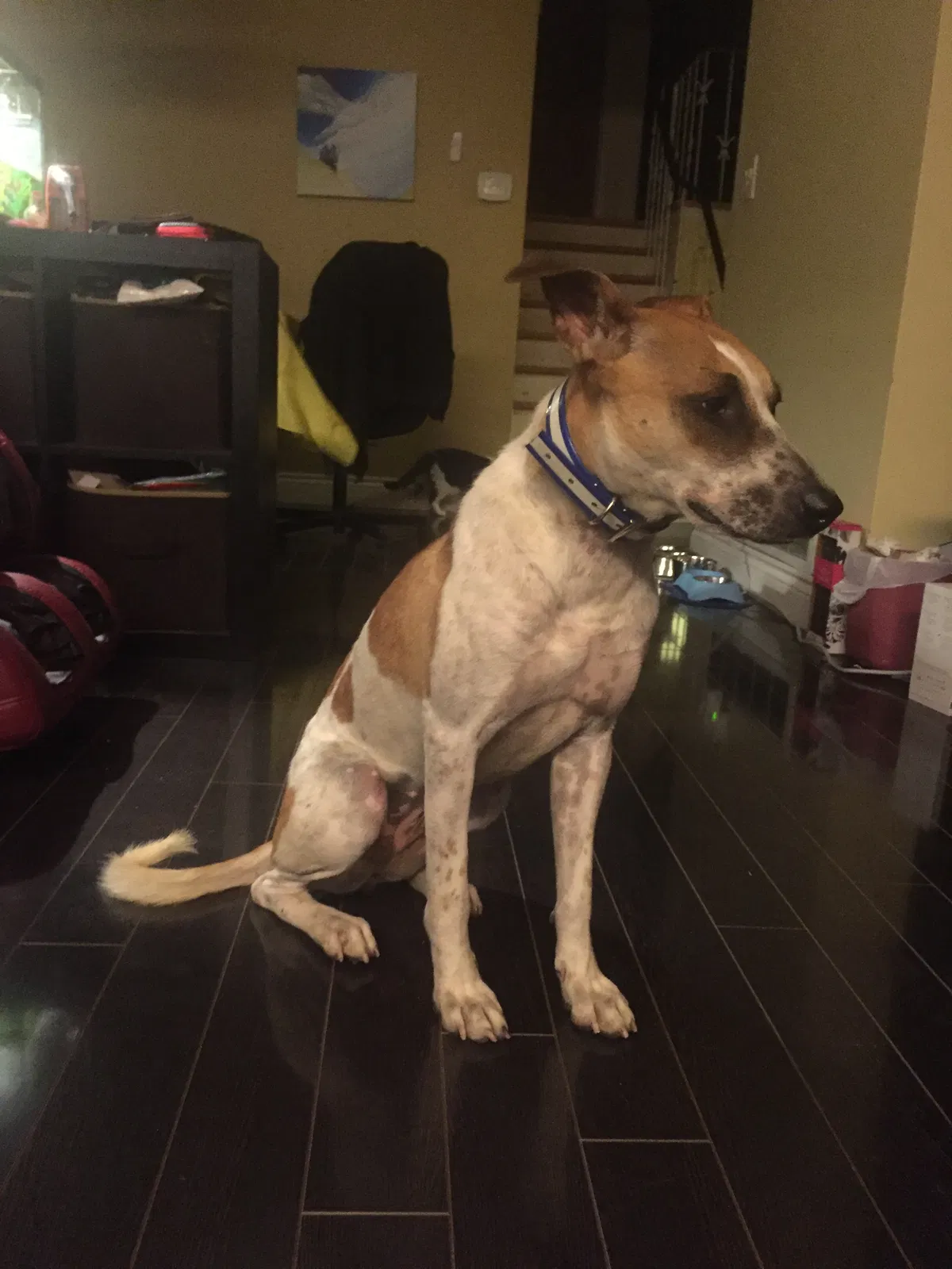 Lost dog in Unknown, NY, 0