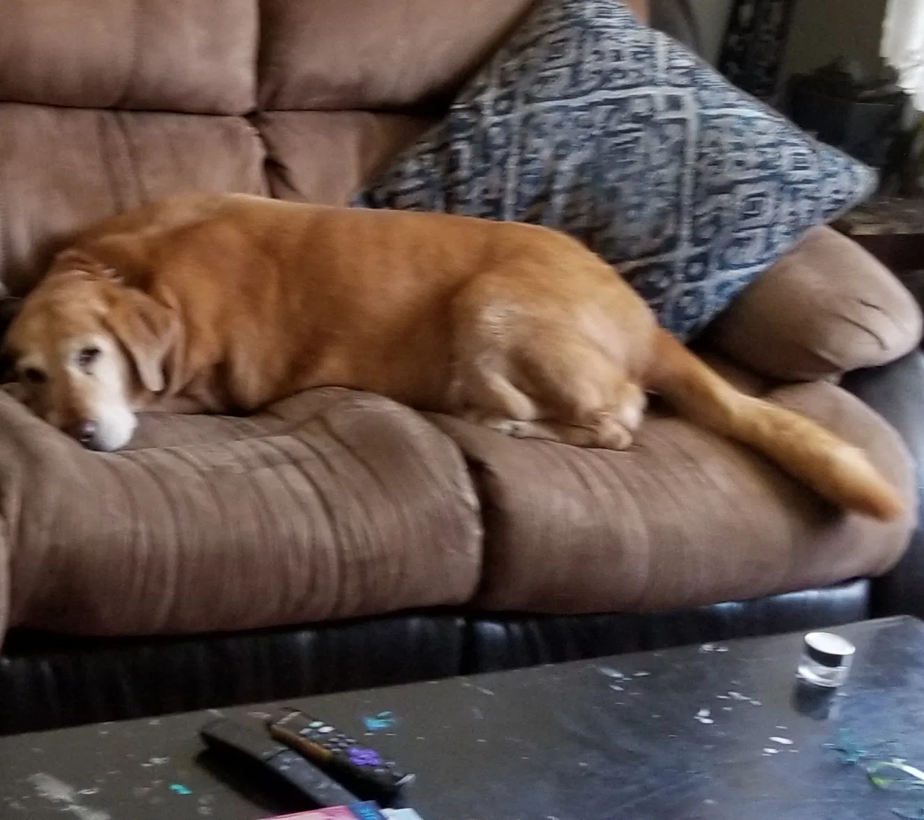Lost dog in Clarksville, TN, 37043