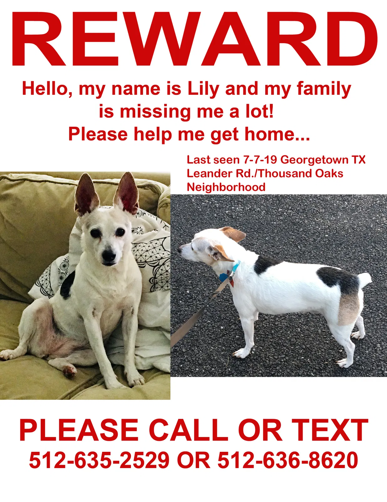 Lost dog in Georgetown, TX, 78628