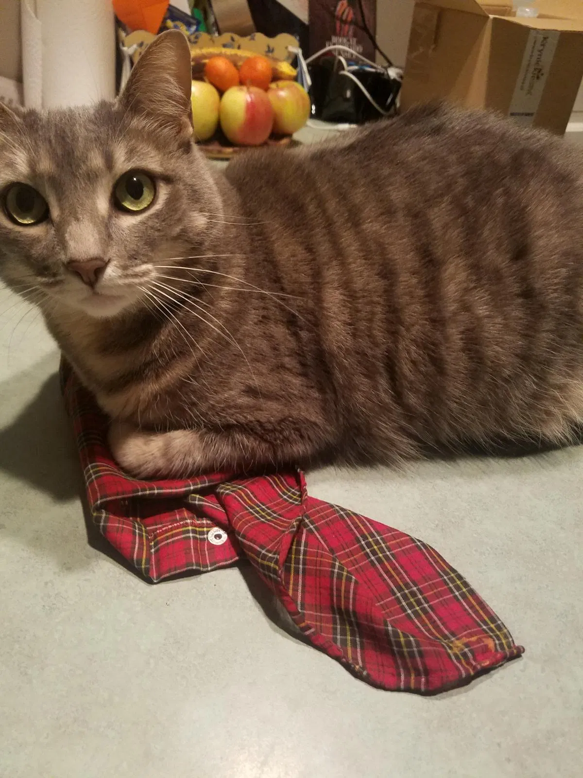 Lost cat in Pittsburgh, PA, 15223