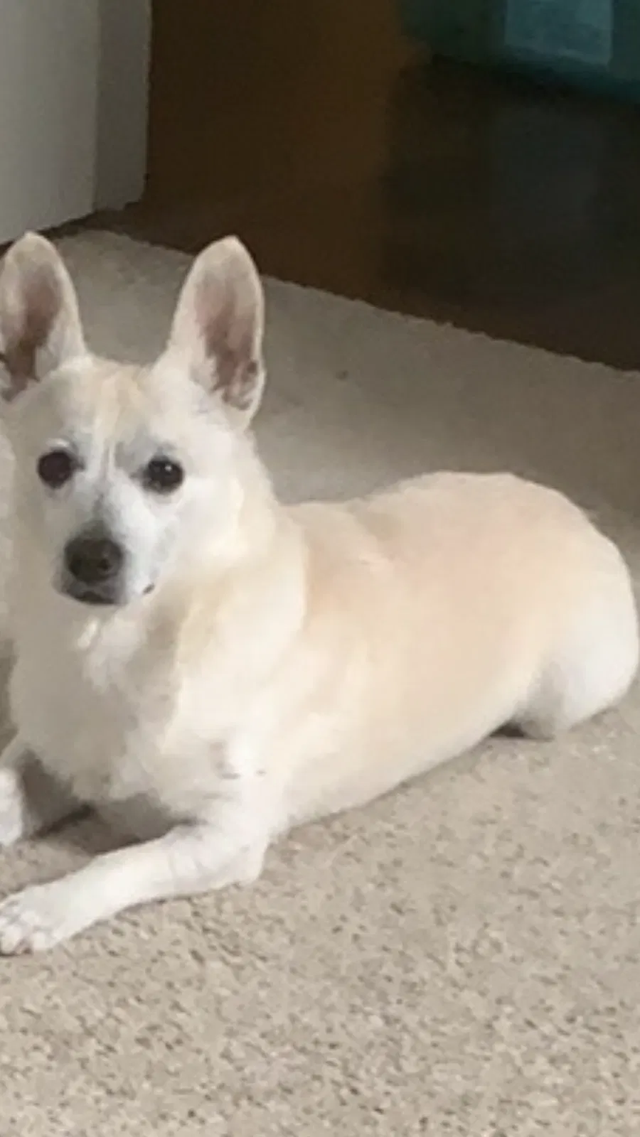 Lost dog in Columbia, SC, 29209