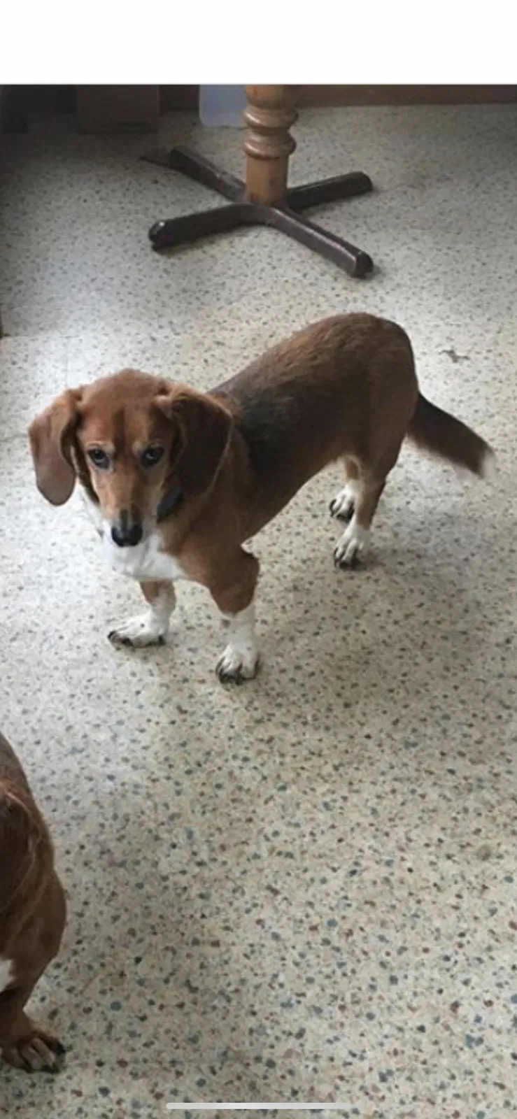Lost dog in Columbus, OH, 43207