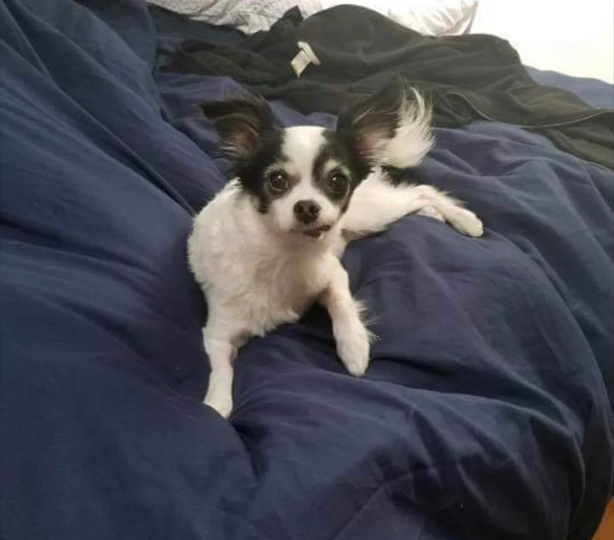 Lost dog in Bronx, NY, 10456