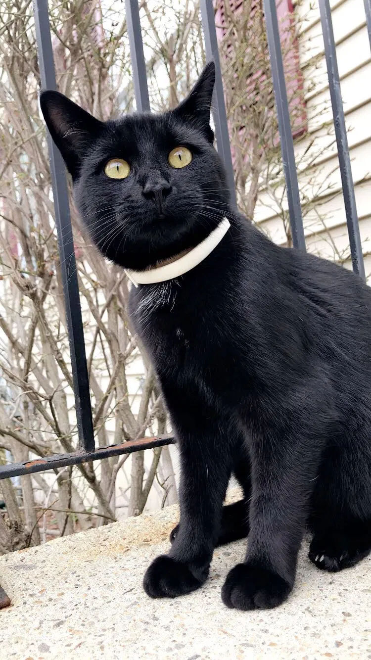 Lost cat in Pelham, NH, 3076