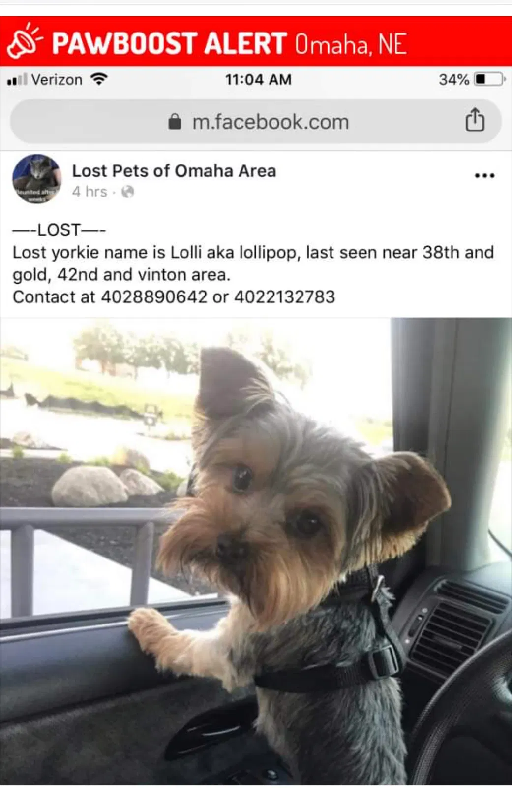 Lost dog in Omaha, NE, 68102