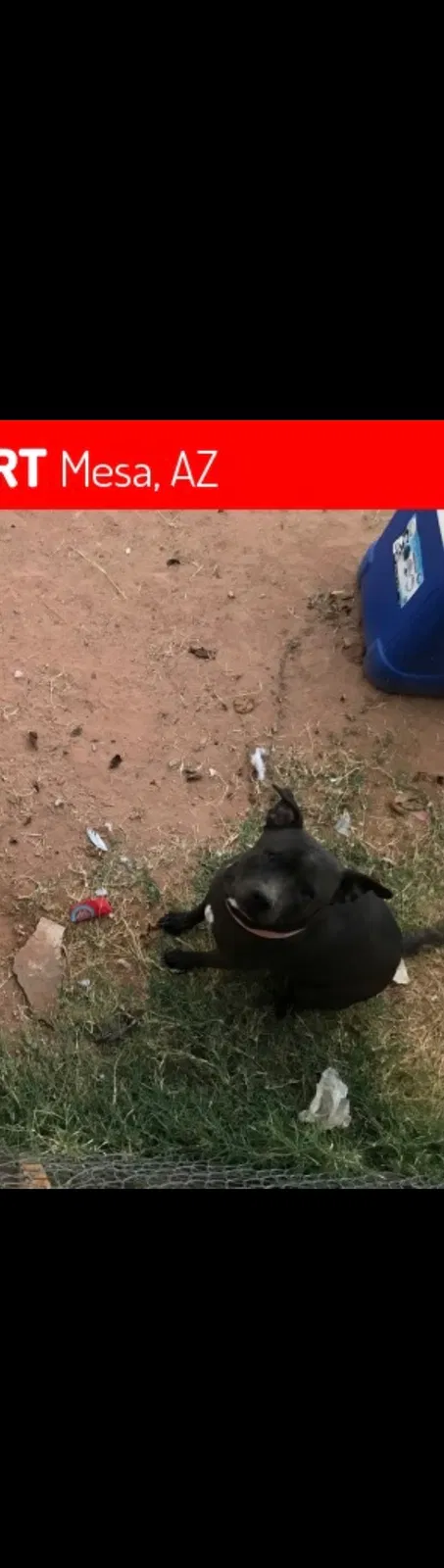 Lost dog in Mesa, AZ, 85204