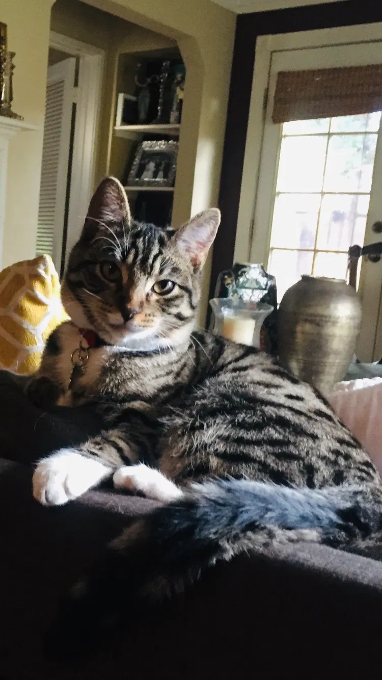 Lost cat in Studio City, CA, 91604