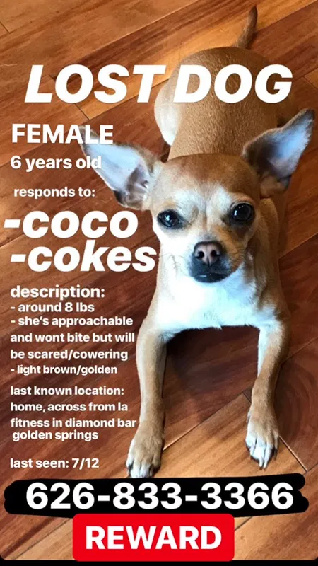 Lost dog in Walnut, CA, 91789