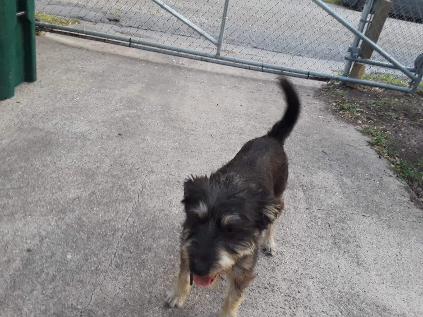 Lost dog in Corpus Christi, TX, 78416
